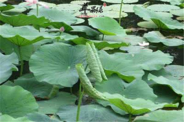 夏季凉血解毒的3种蔬菜