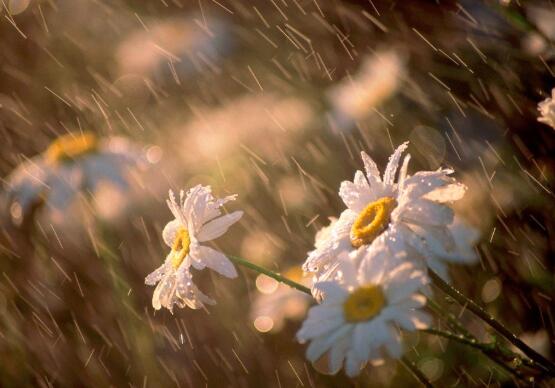 梅雨季节是什么时候  第3张