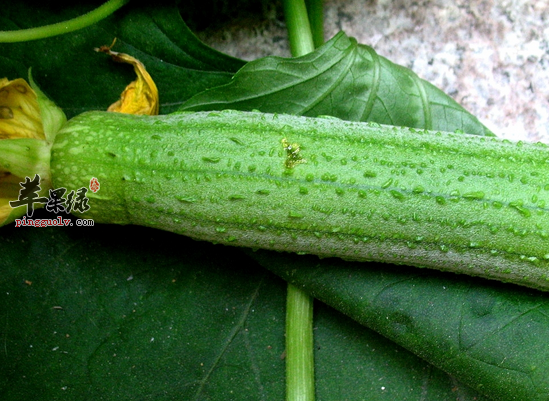 夏季吃菜瓜好处多 消暑止渴利小便