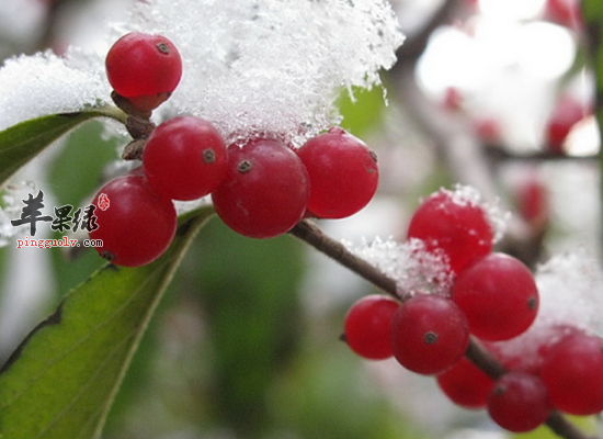 大雪时节饮食滋补喝什么汤  第4张