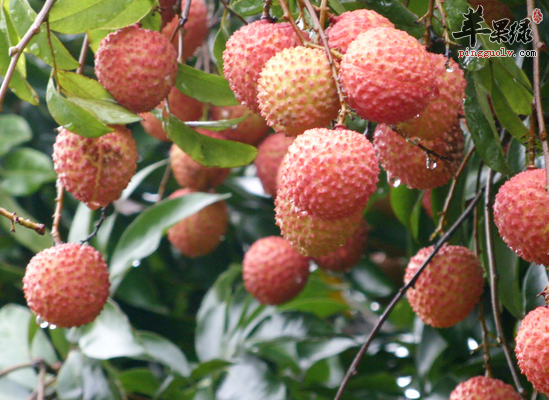 6月份是吃荔枝的最佳季节吗