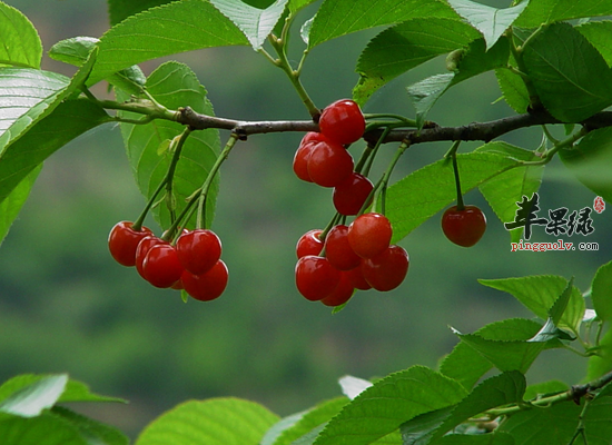 冬季怎么食用樱桃比较好点