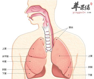 秋季三种活动助养肺  第1张