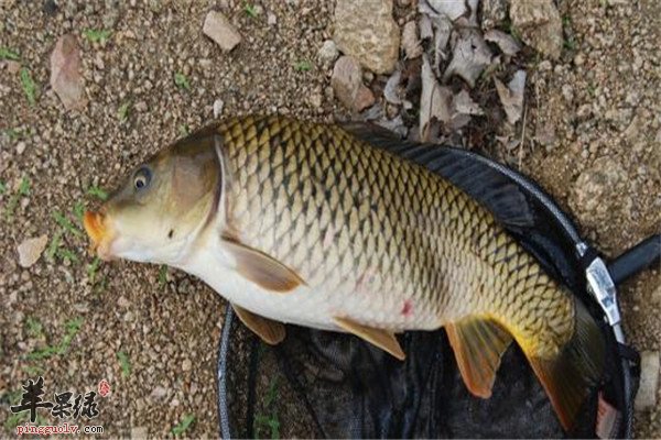 芒种如何养生 三种食物最适合  第3张