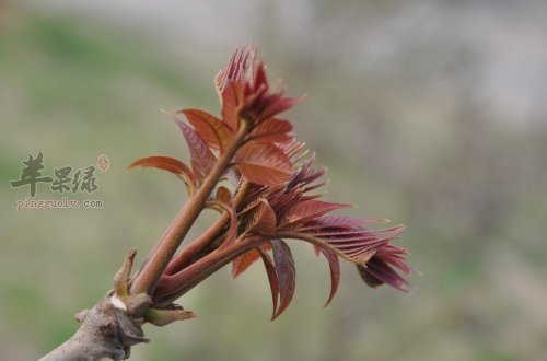 春季需要多吃蔬菜 少不了香椿和荠菜  第1张