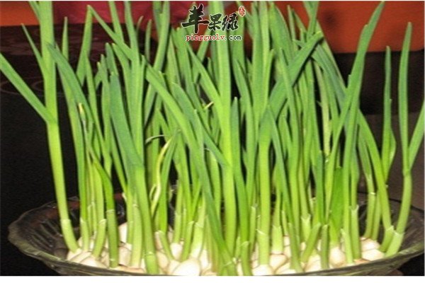 立夏吃什么蔬菜 蒜苗和豌豆苗  第2张