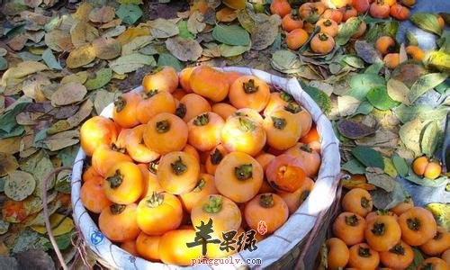 霜降节气饮食习俗有哪些  第4张