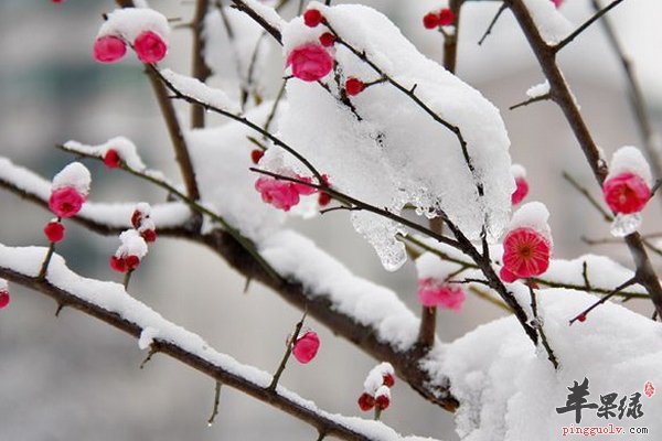 大雪养生原则 保暖 膳食 运动方面  第2张