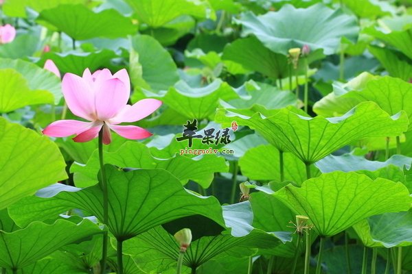 夏至时节衣食住行有什么讲究  第4张