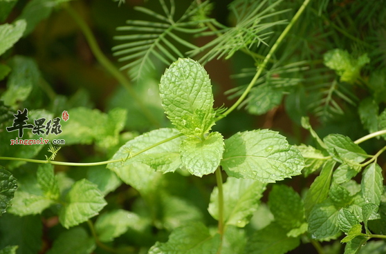 薄荷的六种特色保健吃法介绍  第1张