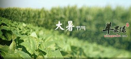 大暑节气养生吃哪种蔬菜最好  第3张