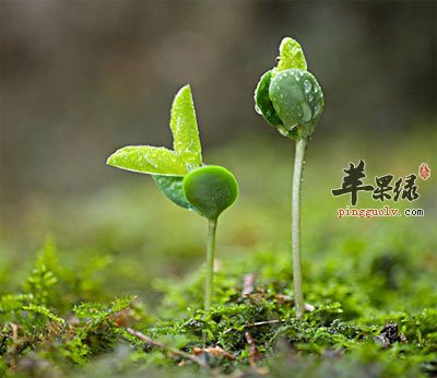 清明节期间养生三要点