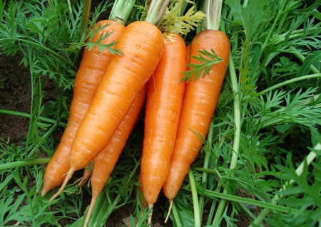 夏季通过饮食帮助有效排毒  第1张