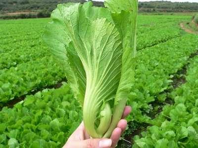 看看谷雨节气的饮食注意事项  第1张