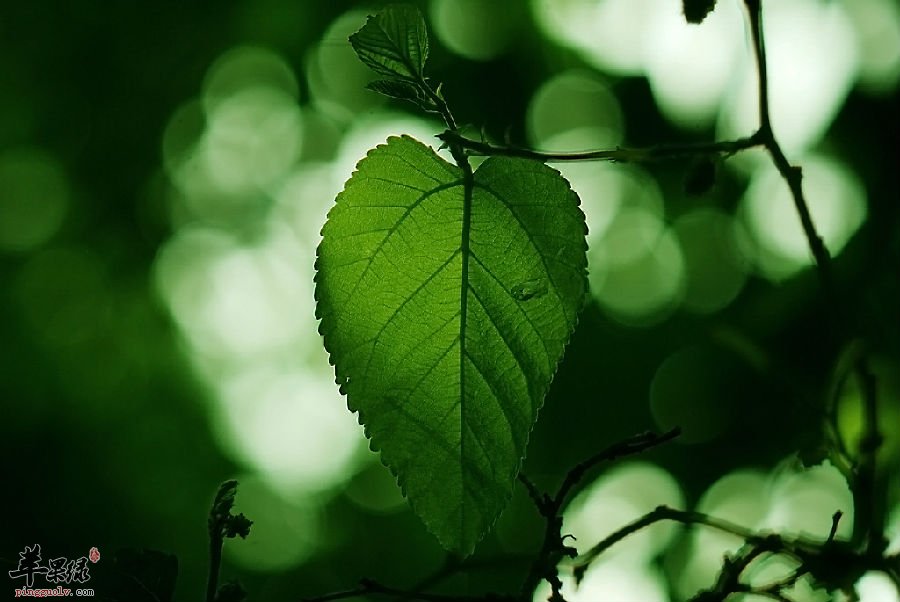 清热解毒 夏季采用桑叶泡茶  第2张