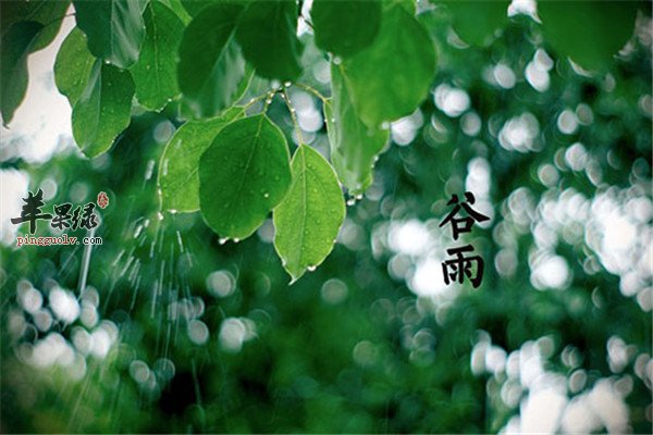 春季谷雨时节避免四种疾病缠身  第4张