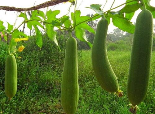 夏天吃什么菜能增加食欲  第1张