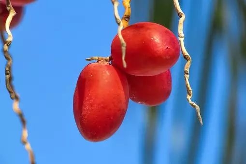 秋季养生如何吃 这些食物不能少  第1张