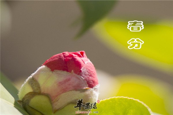 春分过后气温还会冷吗 要注意什么  第2张