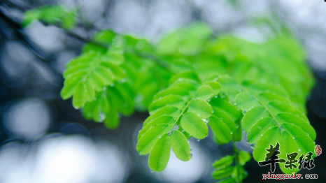 雨水节气吃什么 推荐这些蔬菜