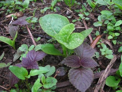 清明节种什么菜  第2张