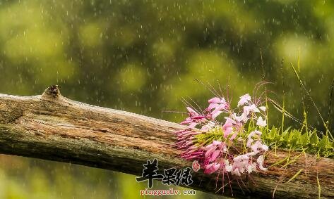 2017年雨水是什么时候