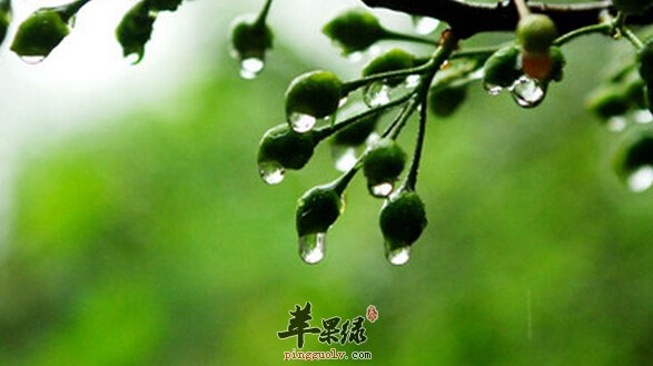 梅雨季节养生吃什么好  第1张