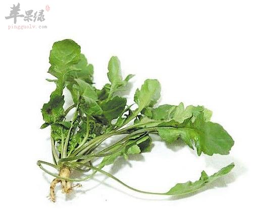 惊蛰养生多吃蔬菜 推荐空心菜和荠菜  第4张