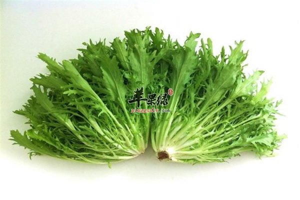 苦味野菜吃出健康 补充营养是首选