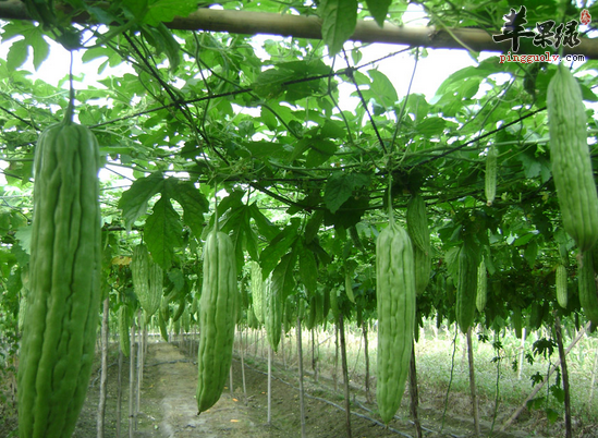 最适宜夏季降火的蔬菜有哪些  第3张