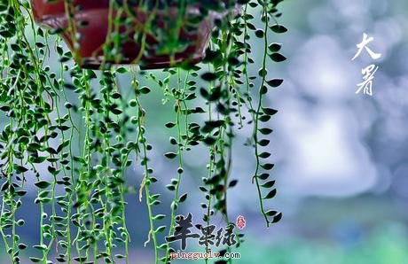 大暑节气各地有哪些风俗  第1张