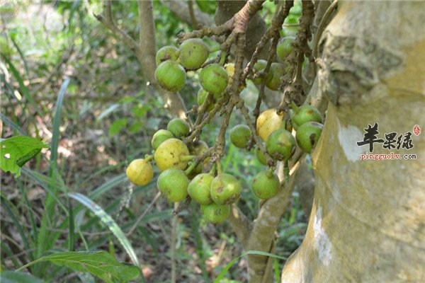 冬季防雾霾不能少的三种清肺食材  第3张