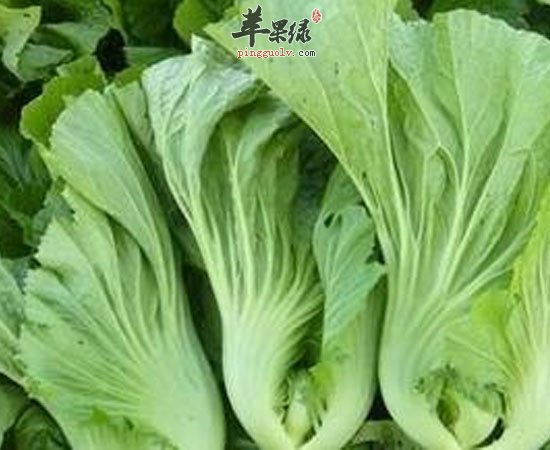 夏季吃苦味食物可清心补气增食欲  第1张