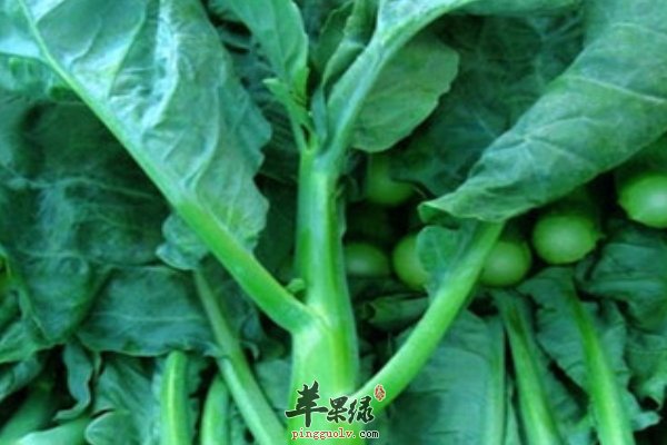 七月份蔬菜 黄瓜 丝瓜 芥蓝防暑效果好  第4张