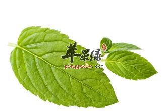 薄荷清凉大家都喜爱 食用需要注意什么  第4张