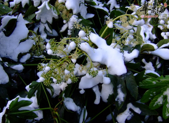 去燥下火吃哪些食物 大雪降火食物  第1张