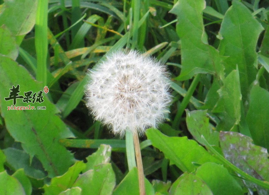 可以预防夏季上火的几种蔬菜  第3张