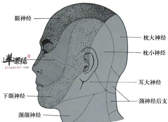 白领患有三叉神经痛如何饮食护理  第3张