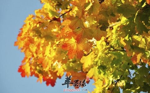 寒露起居要重视 注意细节更养生  第1张