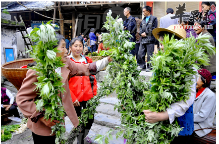 端午节悬艾草 可祛病治邪  第4张