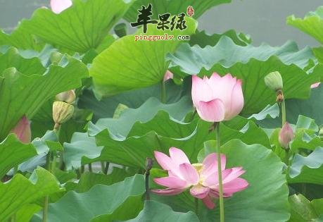 大暑养生吃菠菜通肠导便保养皮肤  第4张