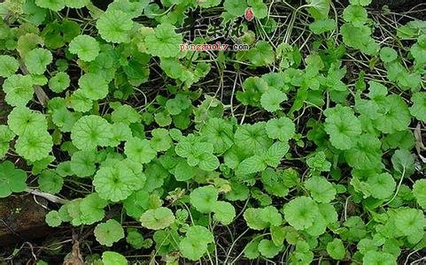 春季的野菜选择 吃这些美味还保健  第3张