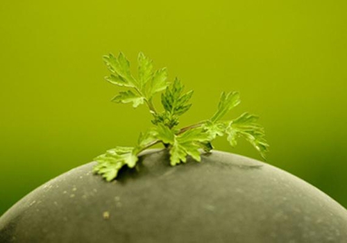 夏季蚊虫多让人烦恼 这样做有效驱蚊  第4张