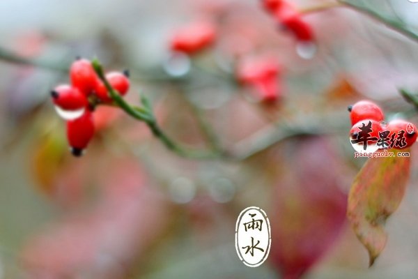 雨水节气养生要注意预防感冒