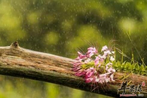 雨水节气的习俗主要有哪些