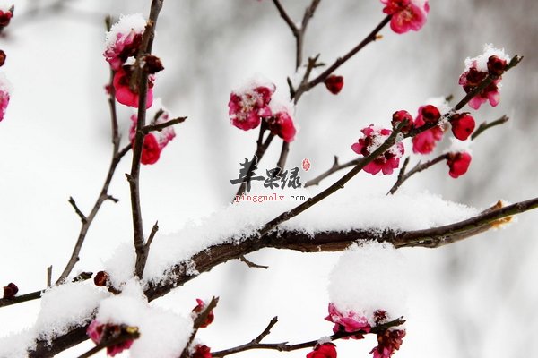 大雪节气养生的原则及养生食疗  第2张