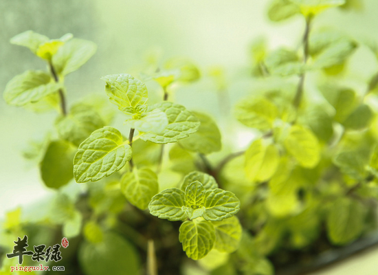 薄荷可以治疗感冒和缓解疲劳  第4张