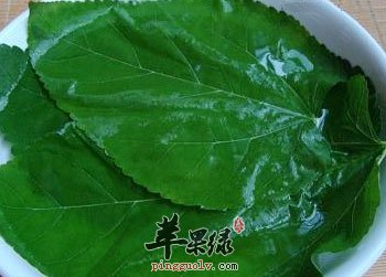 桑叶的食用方法  第7张